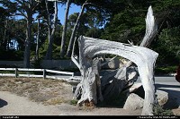 Photo by elki | Pebble Beach  ghost tree 17 mile drive